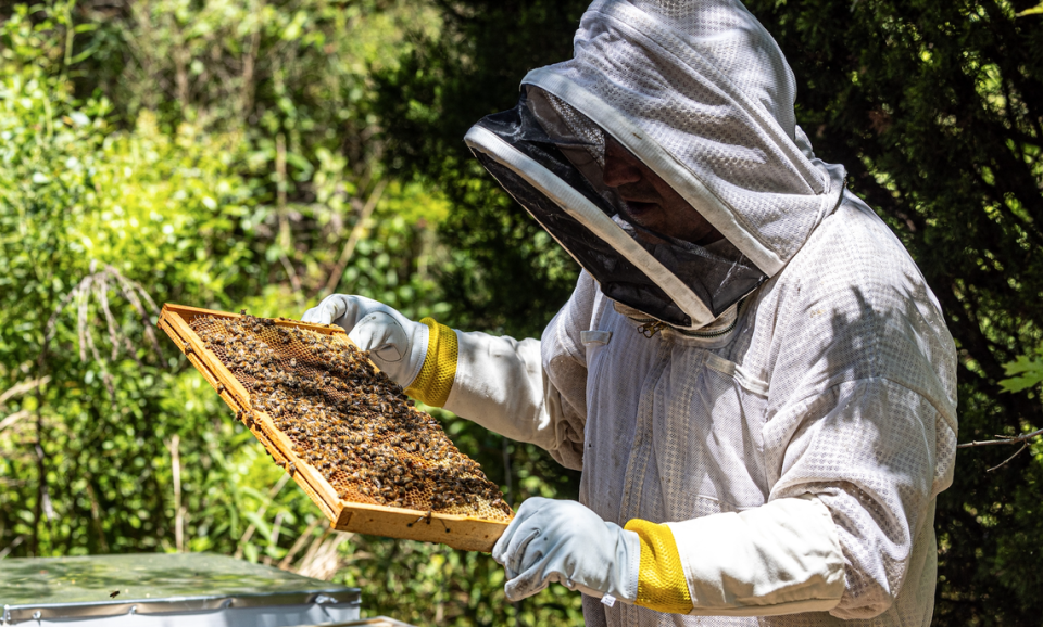 Scott Ross, local bee hobbyist, tends to SPX FLOW’s two beehives. His wife suggested putting hives at the company’s headquarters, and volunteered Ross for the role of beekeeper. Courtesy of SPX FLOW