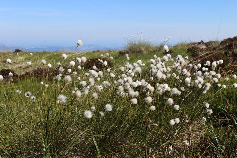 A clump of white cottongrass.