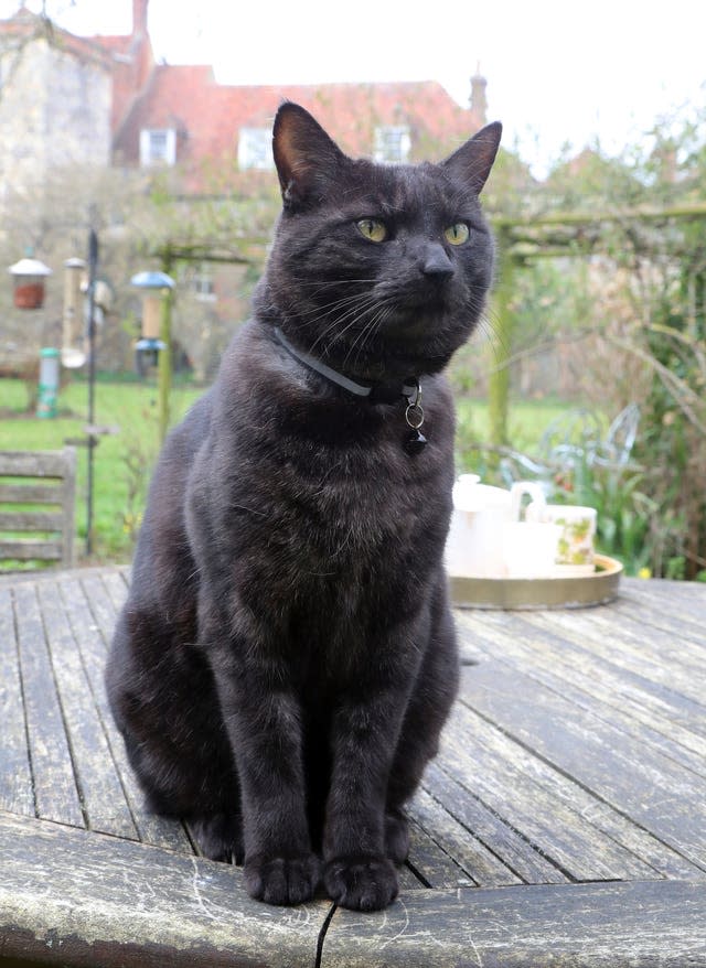 Canterbury Cathedral cats