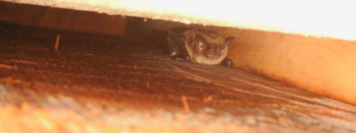 A little brown bat inside a bat house in New Brunswick. Vanderwolf said around 60 per cent of the occupied boxes in Canada have fewer than 10 bats. (Karen Vanderwolf - image credit)