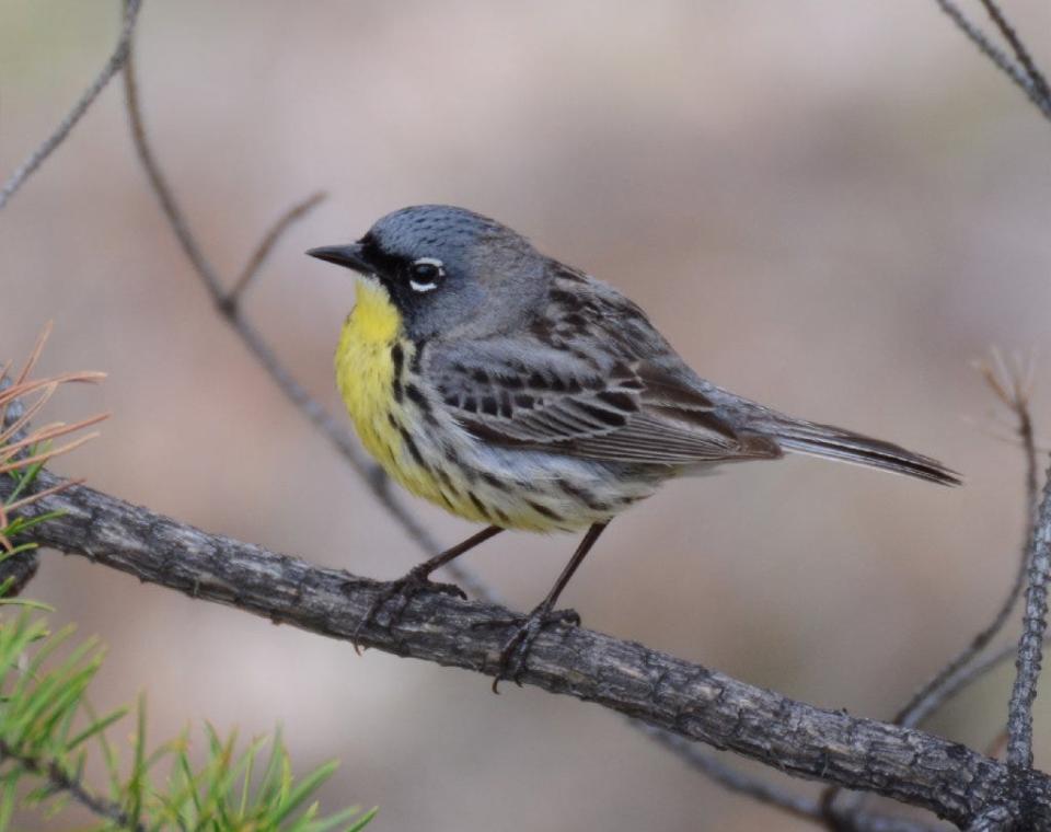 The Kirtland's warbler is one of America's least-seen songbirds.