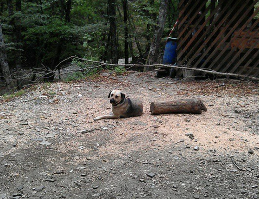 Dog lying on the ground near a fallen tree branch and a rustic wooden structure in the background
