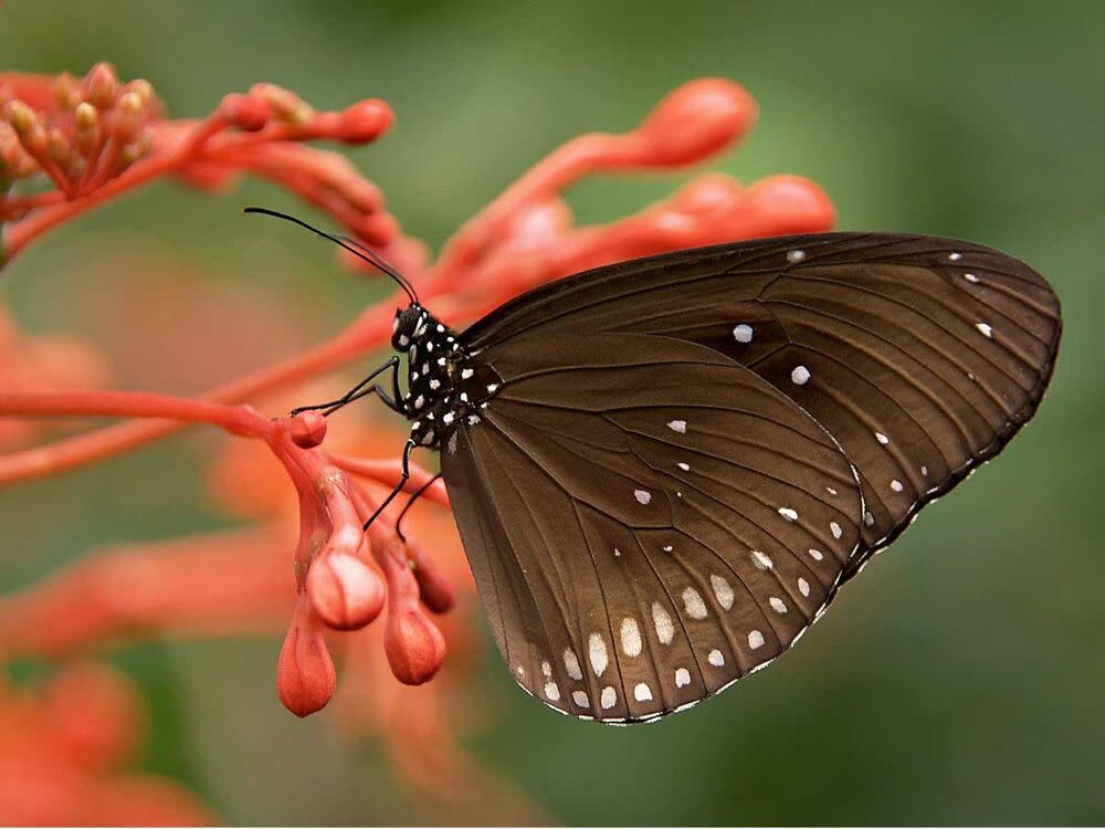 A butterfly landed on a plant.