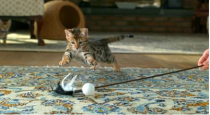 <div class="caption-credit"> Photo by: Discovery/Animal Planet</div><div class="caption-title">Cute pet aggregator</div>For most of us, kitten ogling is for break-time. But if you're a web editor for <a rel="nofollow noopener" href="http://cuteoverload.com/" target="_blank" data-ylk="slk:Cute Overload;elm:context_link;itc:0;sec:content-canvas" class="link ">Cute Overload</a> or a casting agent at <a rel="nofollow noopener" href="http://trueent.net/too-cute" target="_blank" data-ylk="slk:True Entertainment;elm:context_link;itc:0;sec:content-canvas" class="link ">True Entertainment</a>, the production company behind Animal Planet's "Too Cute" you have comb through adorable footage and photos of sloths, kittens and puppies for a living.