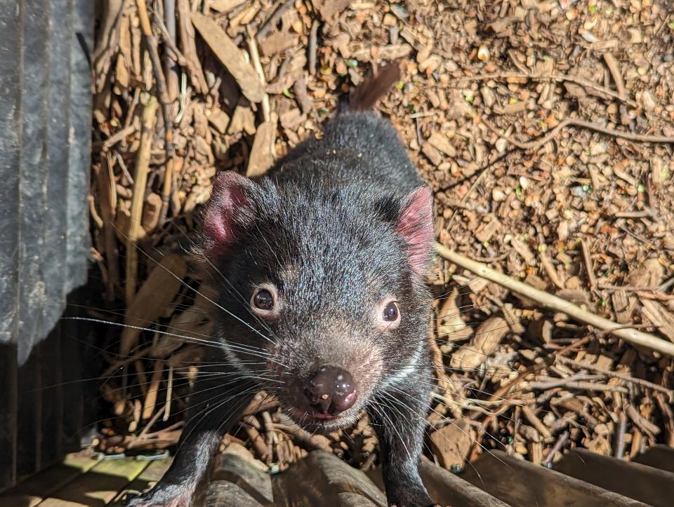 A baby Tasmanian Devil at Devils @ Cradle Tasmanian devil sanctuary in Tasmania, Australia.