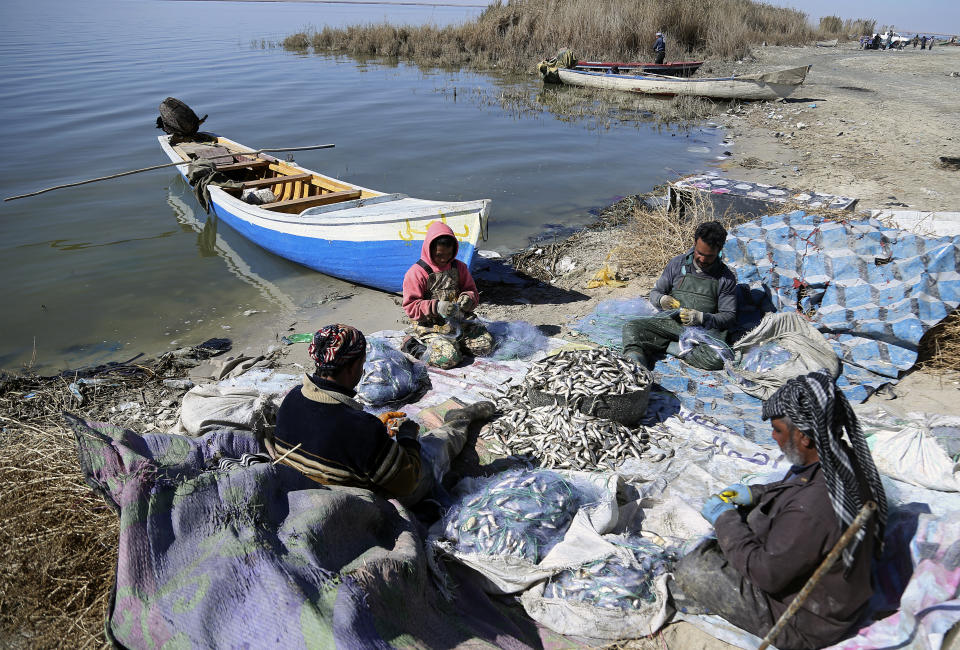 Fishermen sort their catch on the bank of Razzaza Lake, also known as Lake Milh, Arabic for salt, in the Karbala governorate of Iraq,, Feb. 14, 2022. One of Iraq’s largest lakes, it is seeing a significant decline in water levels, and has been hit by pollution and high levels of salinity. The number of dead fish that turn up is bigger than the number of live fish they can catch. (AP Photo/Hadi Mizban)