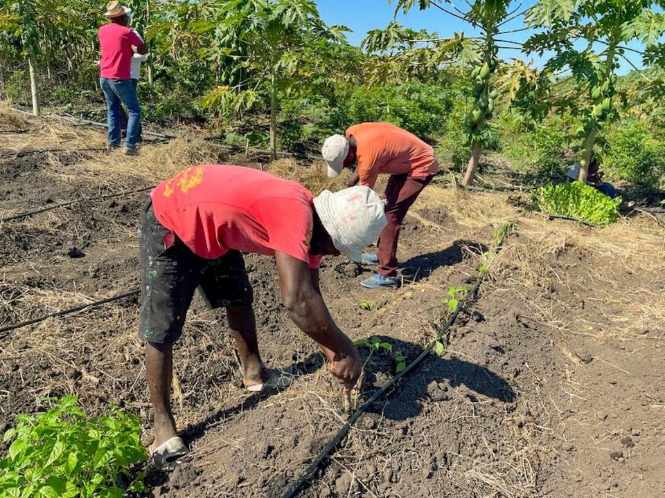 Farmers in Haiti have always struggled to make a living off their crops. But with help from a group of fellow Haitians, they are hoping to see their fortunes turn.