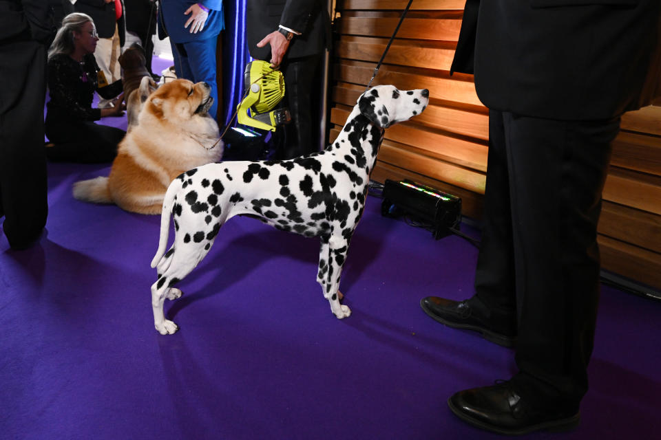 (Photo by Bryan Bedder/Getty Images for Westminster Kennel Club)