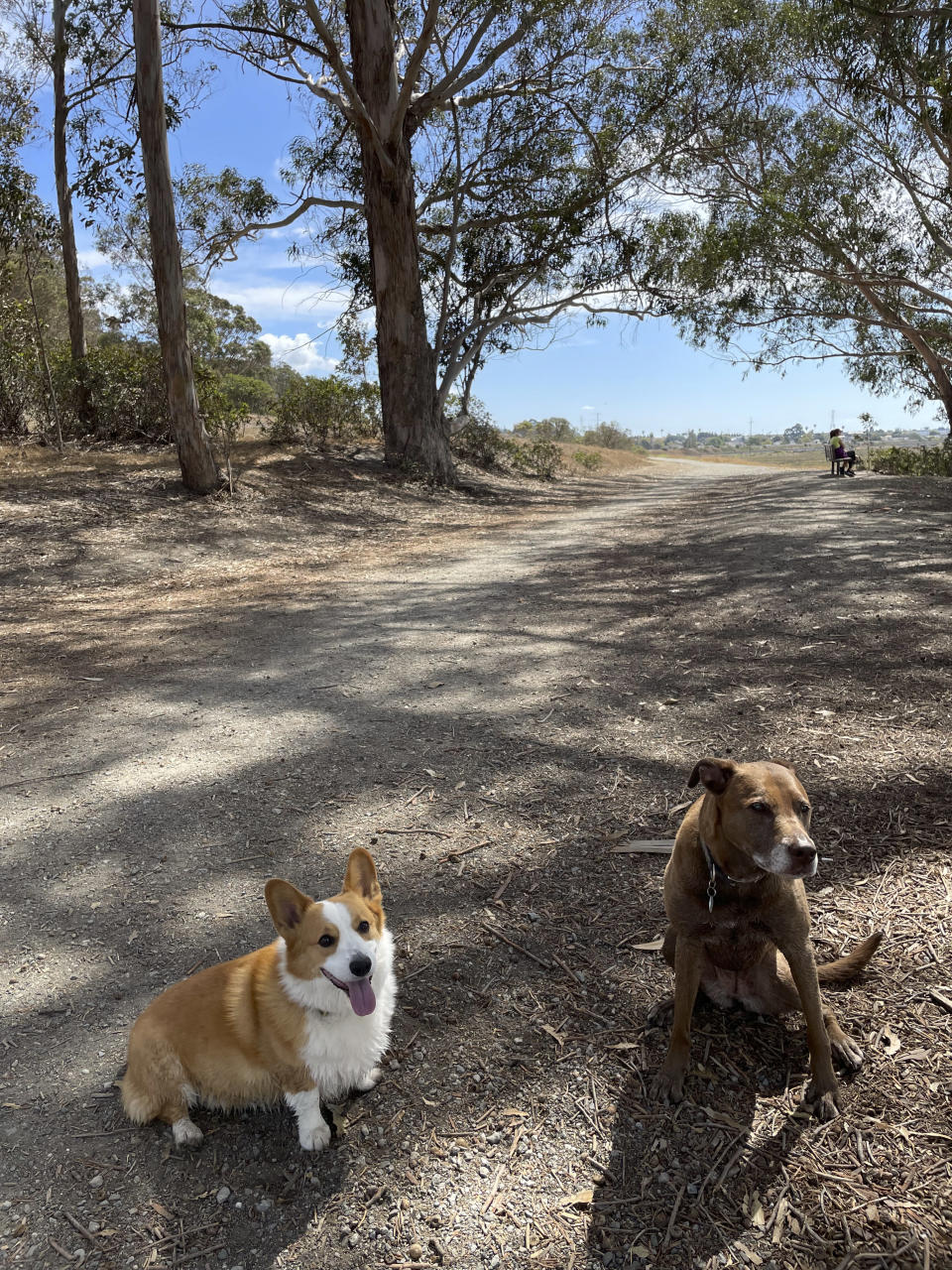 Max, izquierda, y Mochi posan para una fotografía capturada con un nuevo iPhone 13 en un parque en Richmond, California, el 19 de septiembre de 2021. (Brian X. Chen/The New York Times)