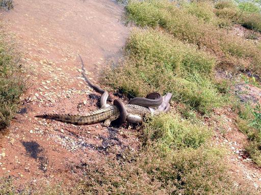 Una serpiente pitón se come a un cocodrilo en un lago en Australia