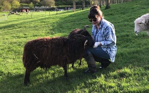 Di Slaney caring for animals on the farm - Credit: Manor Farm Charitable Trust