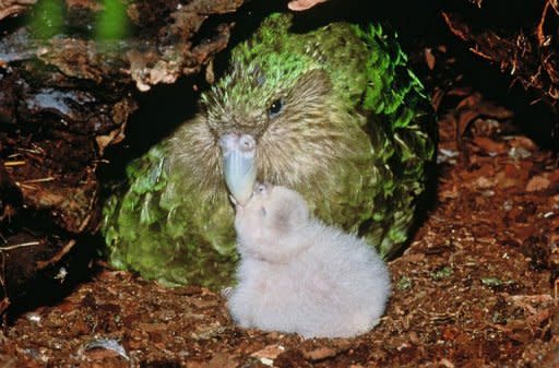 A rare green kakapo parrot and chick on New Zealand's Codfish Island, an offshore sanctuary where the flightless birds have been bred since 1990. The plump, green kakapo -- the name means "night parrot" in Maori -- was once one of the most common birds in New Zealand, which had few land predators before European settlement in the early Nineteenth Century