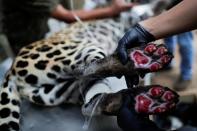 A caregiver shows burn wounds on the paws of an adult female jaguar named Amanaci sustained after a fire in Pantanal, as the animal undergoes a stem cell treatment, at NGO Nex Institute in Corumba de Goias