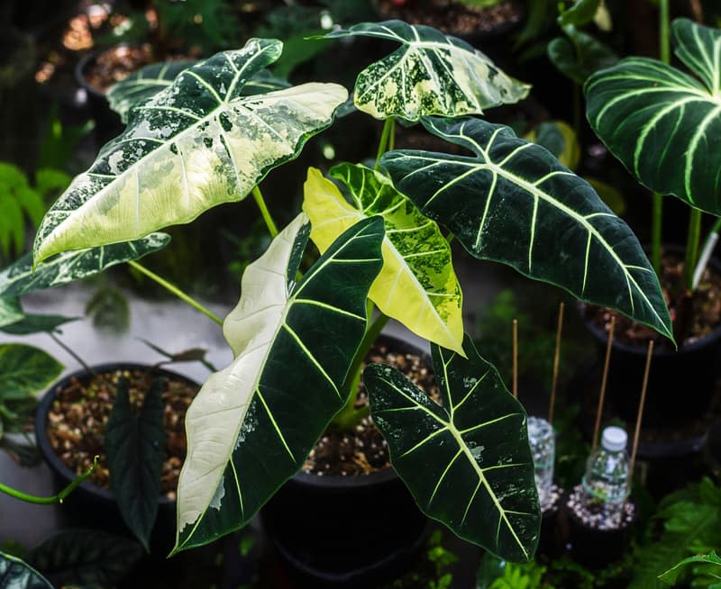 Beautiful Alocasia micholitziana frydek variegated plant in a garden.