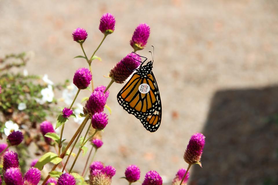 Ohio lawmakers are considering relaxing laws that apply to certain seeds, including milkweed, to help people plant milkweed. Monarch butterfly females lay their eggs on milkweed and their caterpillars only eat milkweed. Monarch butterfly populations are in rapid decline.