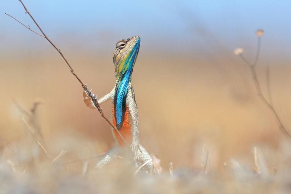 <p>Un lagarto brillante practica sus movimientos de baile con la ayuda de un palo. (<i>Anhup Deodar/Barcroft Media</i>)</p>