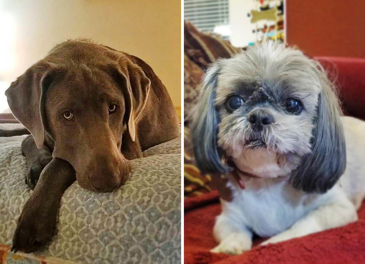 Victoria Boyd’s Labrador Retriever, Chance, and her Shih Tzu, Deacon. (Courtesy Victoria Boyd)