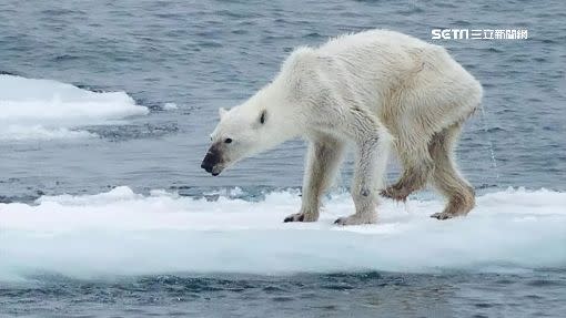找不到食物，骨瘦如柴的北極熊。（圖／資料照）