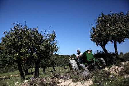 Cypriot carob farmer Michalis Makri ploughs the earth with his ageing tractor at a carob tree grove at Anogyra, a community north of the city of Limassol in Cyprus, May 5, 2015. REUTERS/Yiannis Kourtoglou