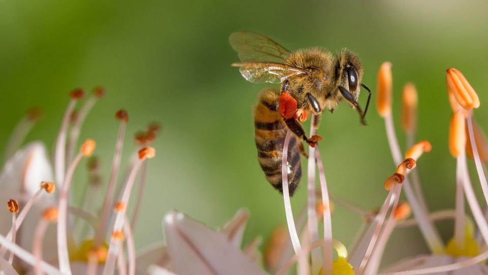 FILE PHOTO: A group of children were attacked by a swarm of bees Thursday while hiking along a trail at a Florida park.