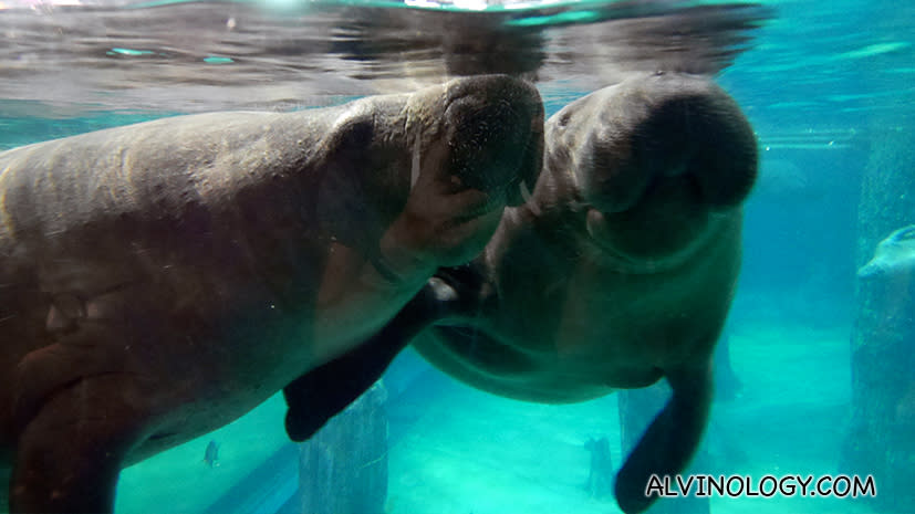 Manatees