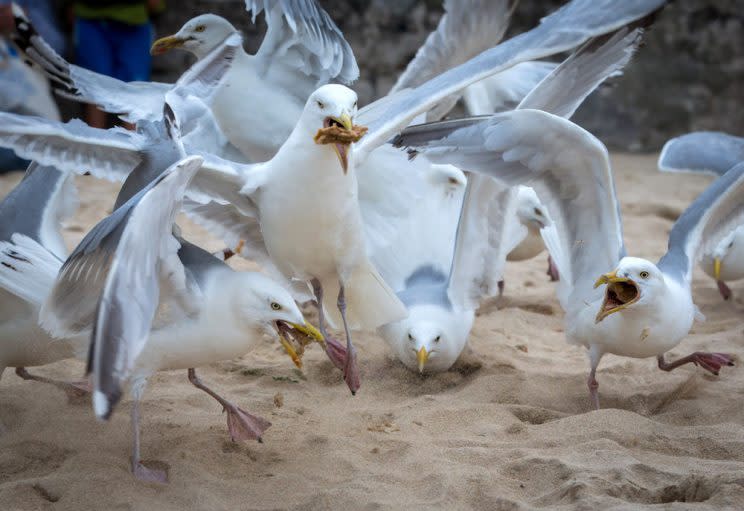 Fines have been introduced to discourage people from feeding seagulls