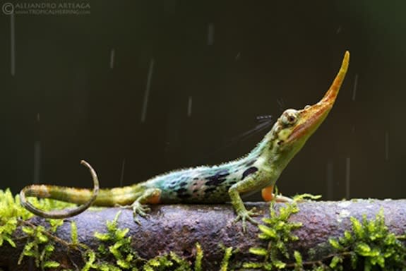 Pinocchio anoles were thought to be extinct for about 50 years before being recently rediscovered in the cloud forests of northwest Ecuador.