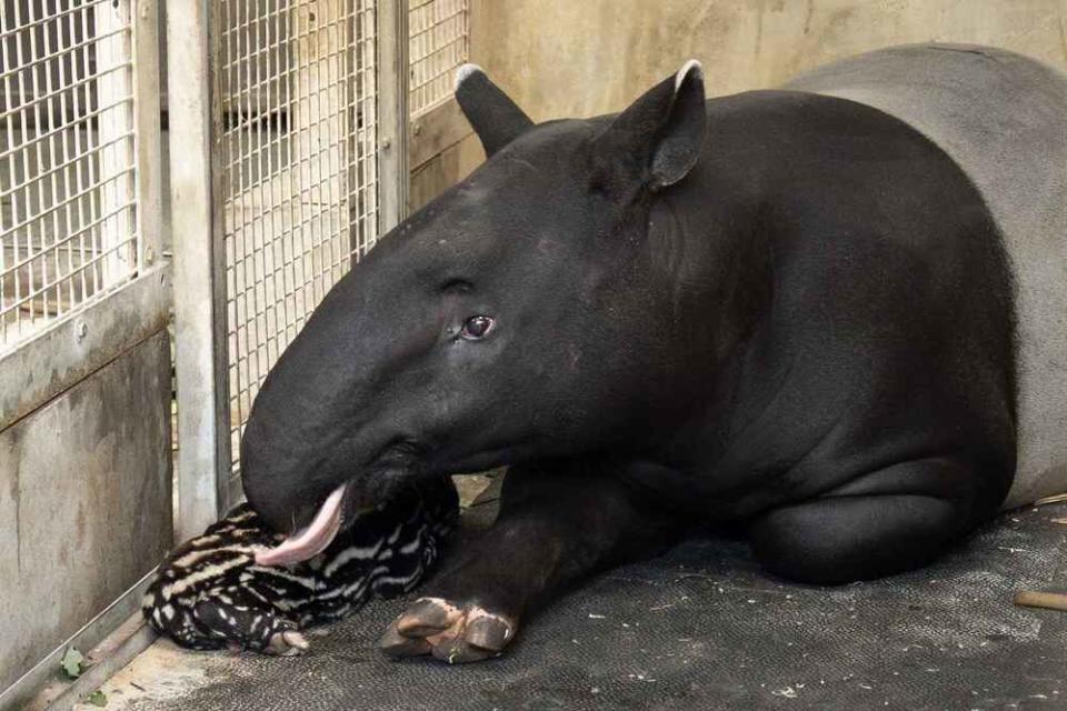 圖 / 台北市立動物園 提供