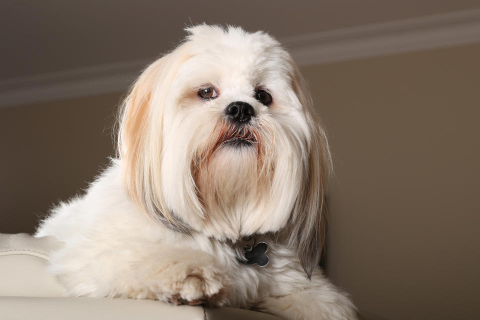 Lhasa Apso