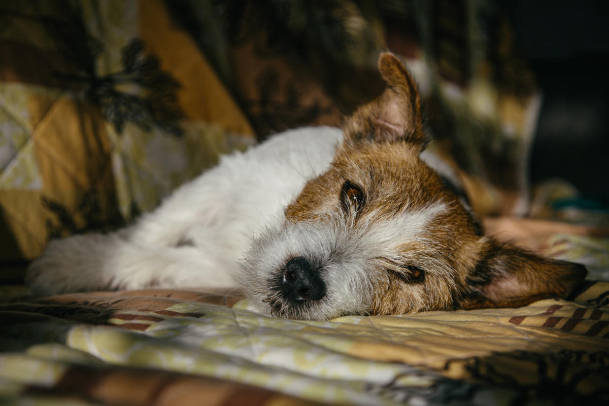 Mysterious dog respiratory illness: What to know