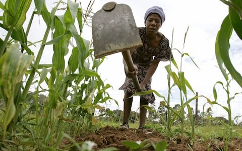 A Zimbabwean woman digs out weeds from a maize crop on the outskirts of the capital Harare - Credit: HOWARD BURDITT /Reuters