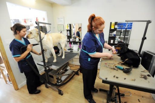 Dogs get blow dried and trimmed at Downtown Doghouse pet salon and boutique in New York. People and their pets often end up resembling each other, but image-obsessed Americans are taking that age-old relationship a step further, treating their four-legged friends to everything from spa facials to testicle implants