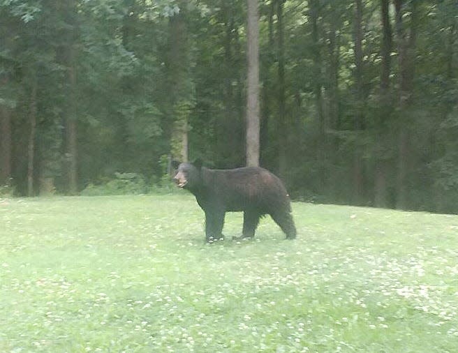 This is the black bear seen in Penny Ankrom's yard.