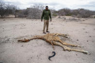 FILE - Mohamed Mohamud, a ranger from the Sabuli Wildlife Conservancy, looks at the carcass of a giraffe that died of hunger near Matana Village, Wajir County, Kenya, Oct. 25, 2021. The U.N. weather agency is predicting the phenomenon known as La Nina is poised to last through the end of this year, a mysterious “triple dip” — the first this century — caused by three straight years of its effect on climate patterns like drought and flooding worldwide. (AP Photo/Brian Inganga, File)