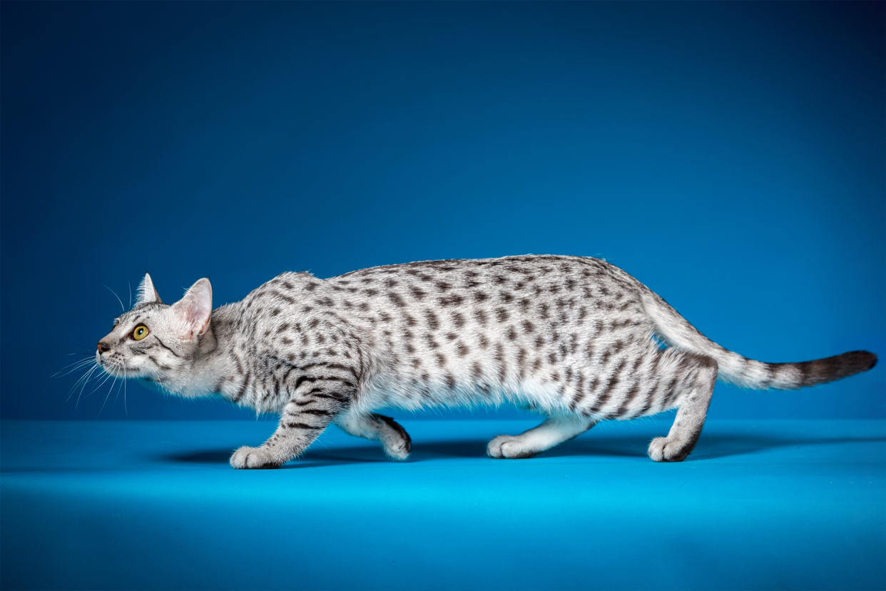 Egyptian Mau