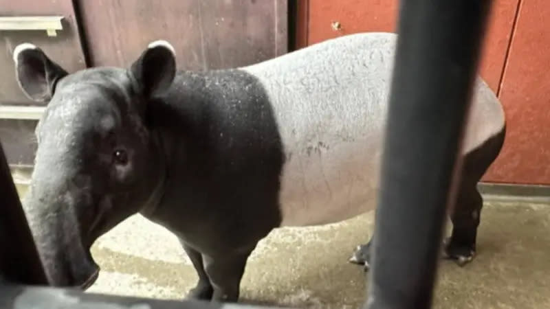 ▲日本橫濱動物園人氣馬來貘Hideo英雄抵台過程中身亡，飼育員回憶飼養點滴。（圖／橫濱動物園官網）