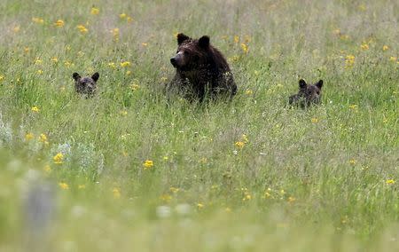 A grizzly bear and her two cubs is seen on a field at Yellowstone National Park in Wyoming, United States, July 6, 2015. REUTERS/Jim Urquhart/File Photo