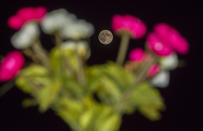 <p>A bed of flowers in front the full moon during the total lunar eclipse on July 27, 2018 in Srinagar, the summer capital of Indian Administered Kashmir. (Photo: awar Nazir/ Getty Images) </p>