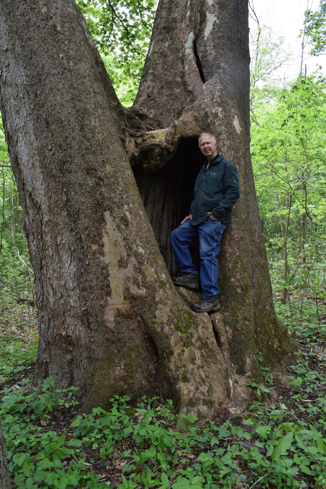 Author Carroll D. Ritter of Williams stands in a giant sycamore tree in Johnson County, near Trafalgar. The tree is one of 74 of the state's biggest and oldest trees he writes about in his book, "Magnificent Trees of Indiana." Ritter will sign copies of the book May 7 from 10 a.m. to noon at the Lawrence County Museum of History.