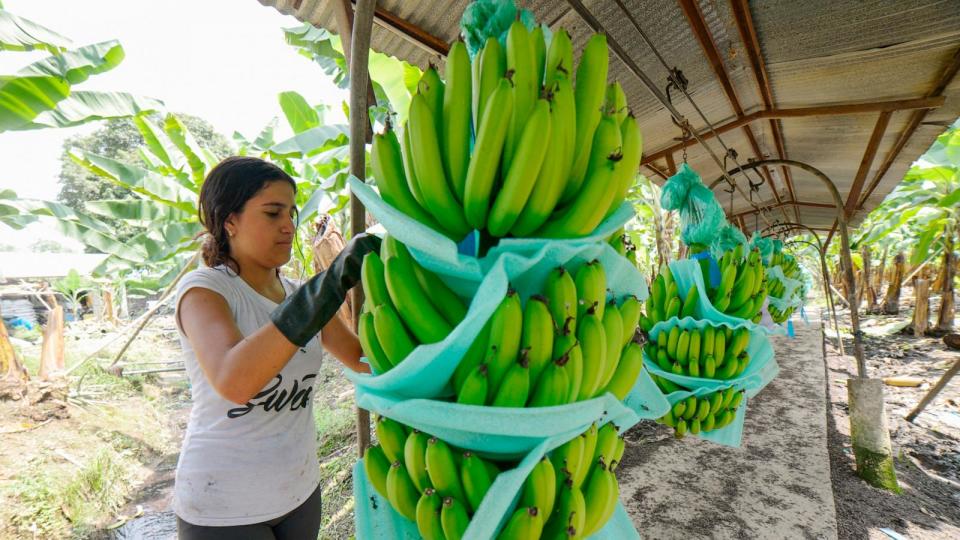 PHOTO: An employee of El Porvenir banana farm prepares the fruit for shipping in Puerto Inca, Ecuador, March 31, 2022.  (Marcos Pin/AFP via Getty Images)
