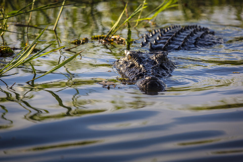 Crocodile in water at Kakadu National Park MT border reopen July 17