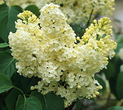 Primrose Yellow French Lilac ( syringa ) - Live Plant - Quart Pot