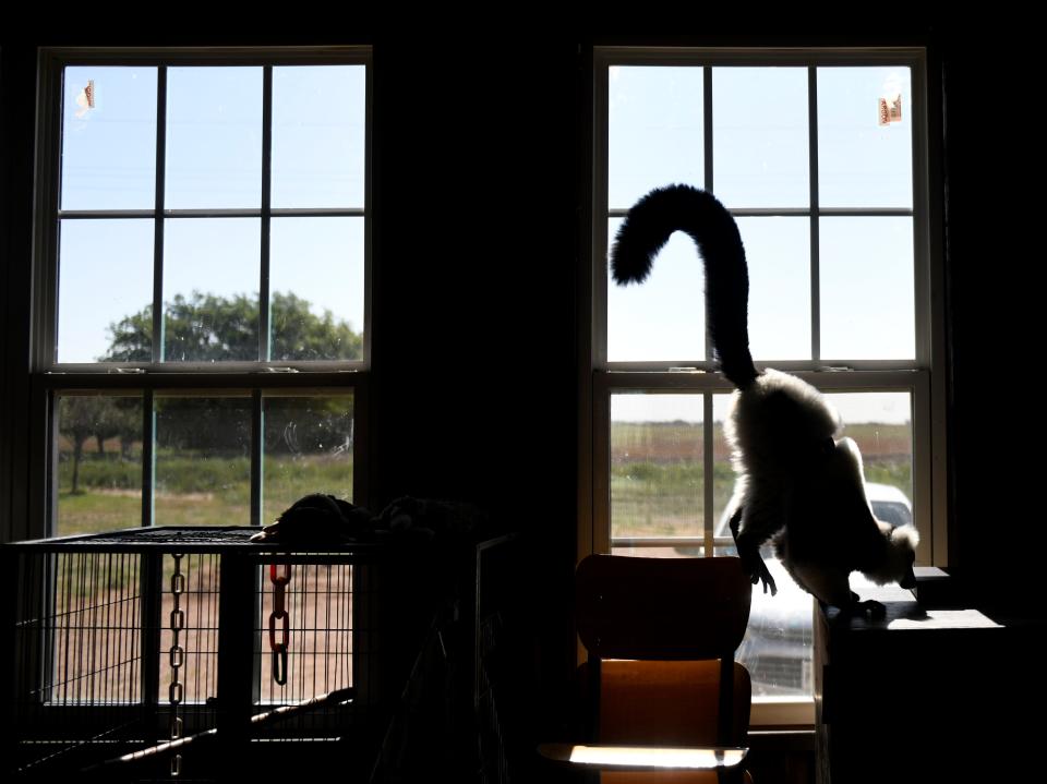 Komet jumps to a bookcase at Ringtail Ranch Lemur Rescue, Friday, June 16, 2023.