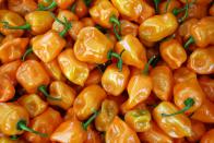 <p>These little guys may look pretty and bright, but beware. They are more dangerous than they seem. Behind the heat, you'll get hints of fruit, which is why they make <a href="https://www.delish.com/cooking/recipe-ideas/recipes/a47208/mango-habanero-hot-sauce/" rel="nofollow noopener" target="_blank" data-ylk="slk:a great mango hot sauce.;elm:context_link;itc:0;sec:content-canvas" class="link ">a great mango hot sauce.</a> </p><p>They can come in many colors, but they're predominantly orange or red. "Orange is most popular, [with] 95 percent of the crop," Schueller said. "Red is four percent of the crop. Red is hotter; orange is sweeter."</p><p>Scoville heat units: 100,000-200,000 for orange; 300,000-576,000 for red</p>