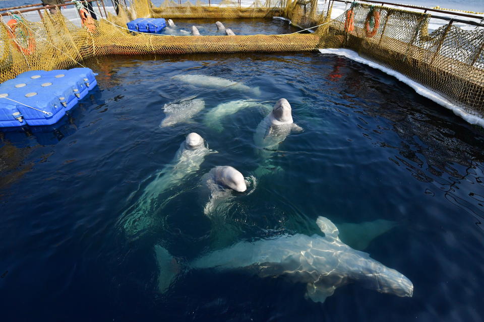 Belugas in their holding pens in&nbsp;Srednyaya Bay. (Photo: Yuri Smityuk via Getty Images)