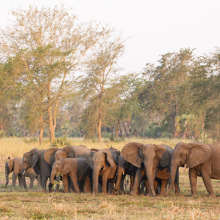 This undated photo provided by ElephantVoices in October 2021 shows some of the tuskless elephants in the Gorongosa National Park in Mozambique. A hefty set of tusks is usually an advantage for elephants, allowing them to dig for water, strip bark for food and joust with other elephants. But during episodes of intense ivory poaching, those big incisors become a liability. (ElephantVoices via AP)