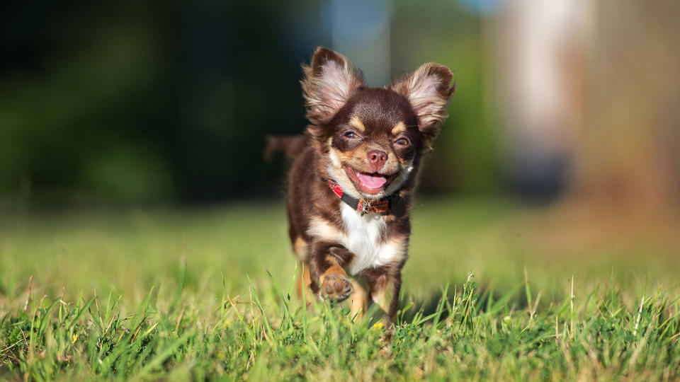 Chihuahua dog