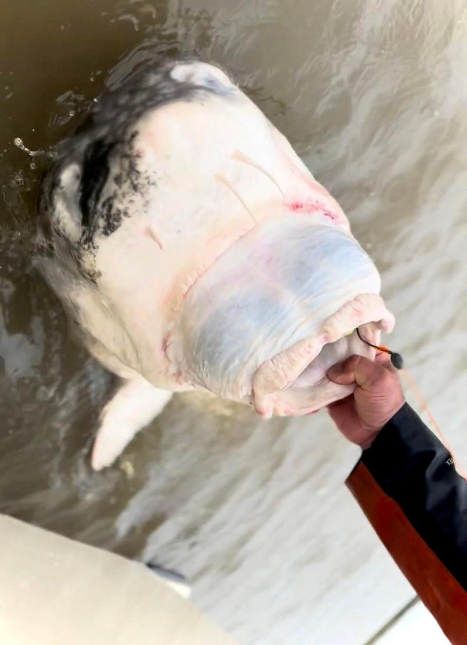 Captain Zack Medinas of Gatecrasher Fishing Adventures holds the head of a massive white sturgeon hooked and released on his boat in April 2024.