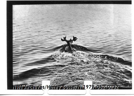 An archival photo of a moose swimming through Stark Lake. Łutselk'e Dene First Nation Chief James Marlowe and elder Juni Gahdële says the area of the exploration site is good for hunting — particularly for moose.