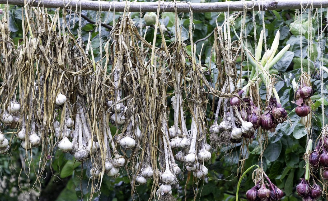  Onion and garlic crops drying. 